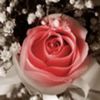 avatare_flori_247