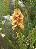 DSCN4178