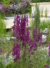 DSCN4188