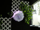DSCN4242
