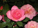 DSCN4248