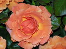 DSCN4251