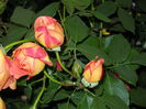 DSCN4312