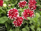 DSCN4351
