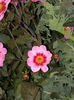 DSCN4360