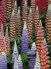 DSCN4373