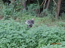 DSC07118