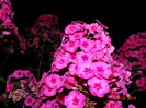 DSC06229