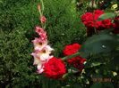 DSC06409