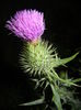 Cirsium spp. (2014, August 03)