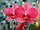 86206741_GTKHOIN