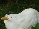 DSC01886