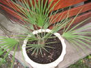 Chamaerops humilis