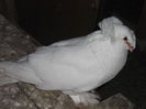 masccul