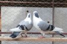 Dati in Medias la Ovidiu