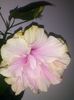Picture 027