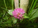 Trifolium pratense (2014, May 16)