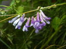 Vicia villosa (2014, June 27)