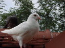 DSC03001