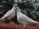 DSC03004