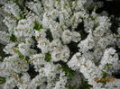 DSCN5079