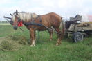 Poze 720