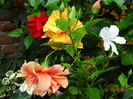 DSC07530