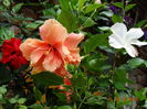 DSC07538