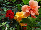 DSC07540