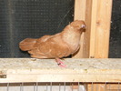 DSCF0242