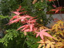 Acer palmatum Bloodgood (2014, Aug.17)