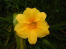 Hemerocallis Stella de Oro (2014, Aug.17)