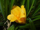 Hemerocallis Stella de Oro (2014, Sep.06)