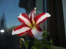 Petunia (2014, August 31)