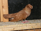 DSCF0293