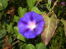 Morning Glory_Ipomoea (2014, Aug.31)