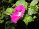 Morning Glory_Ipomoea (2014, Aug.31)