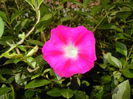 Morning Glory_Ipomoea (2014, Aug.31)