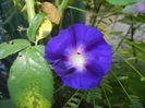 Morning Glory_Ipomoea (2014, Aug.31)