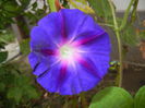 Morning Glory_Ipomoea (2014, Sep.06)