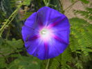 Morning Glory_Ipomoea (2014, Sep.06)