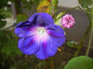 Morning Glory_Ipomoea (2014, Sep.07)