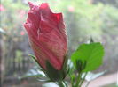 Picture My plants 1005