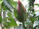 Picture My plants 1006