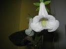 Picture My plants 1128