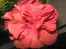 Picture My plants 1133