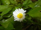 Bellis perennis (2014, Sep.07)