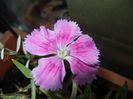 Pink Dianthus (2014, Sep.05)