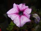 Petunia (2014, Sep.05)