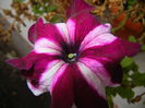 Petunia (2014, September 06)